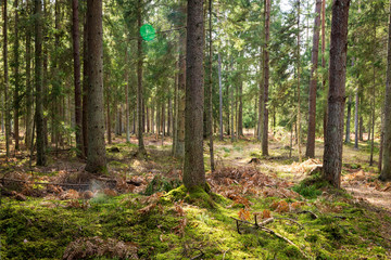 Naklejka na ściany i meble Forrest - Forest Knyszyn (Poland)
