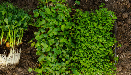 fresh sprouts of vegetable, microgreen, selective focus