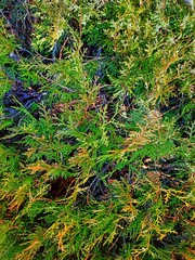 moss on tree