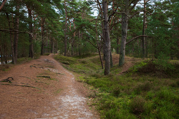 Primeval forest Darß