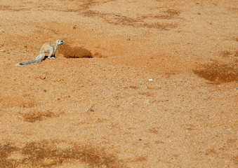 Ground squirrel near the town of Solitaire in the namib desert in Namibia