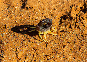 Scorpion in the namib desert in Namibia