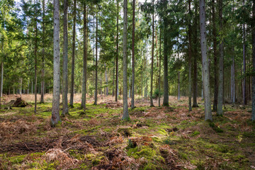 Forrest - Forest Knyszyn (Poland)