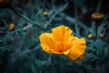 The Closeup shot of California poppy flower looks so beautiful, the background also so beautiful...
