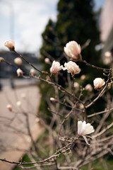 Spring composition beautiful blooming branch of white Magnolia against the background of nature, the concept of a natural background. selective focus, lens blur.