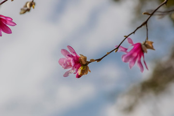 Spring composition a beautiful blooming branch of pink Magnolia against the sky, the concept of a natural background. selective focus, lens blur.