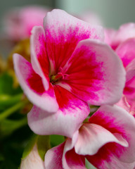 Obraz na płótnie Canvas closeup of pink flower