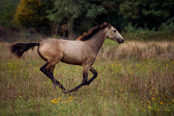 Fototapeta premium young brown horse running on meadow by the sunset