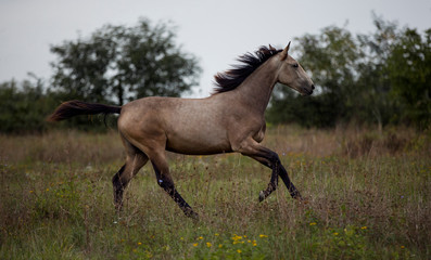 Fototapeta na wymiar young brown horse running on meadow by the sunset