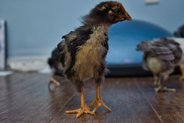 Pullet Chicken chicks indoors