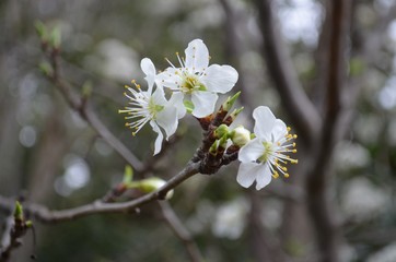 Fleurs