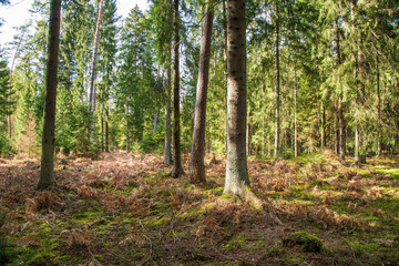 Fototapety na wymiar - Fototapeta24.pl