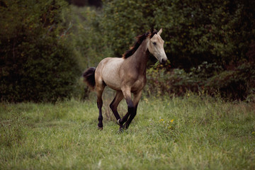 young brown horse running on meadow by the sunset