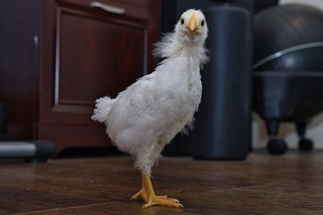 Pullet Chicken chicks indoors