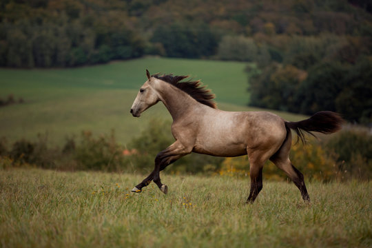 young brown horse running on meadow by the sunset