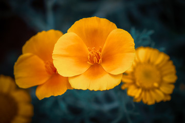 This is California poppy, the colour of this flower is yellow, with beautiful background. The Closeup shot of the poppy flower