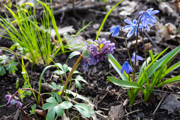 Blooming blue snowdrop, purple Corydalis. An unbroken goose onion grows nearby.