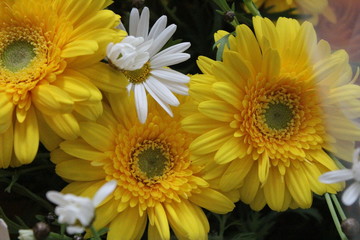 黄色い花　ガーベラ