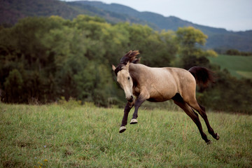 young brown horse running on meadow by the sunset