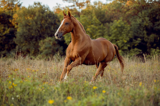 young brown horse running on meadow by the sunset