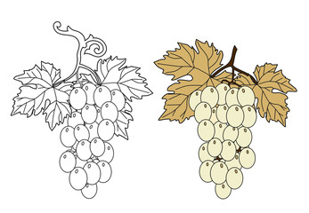 Fototapeta premium STYLIZED GRAPE WINE BLACK AND WHITE SPARKLING PROSECCO AND AMARONE UVA GRAPES WINE RED VINTAGE VINEYARDS GRAPPOLO VITE VIGNA