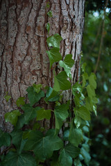 Obraz premium Naturaleza