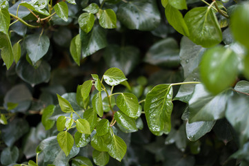 Naturaleza