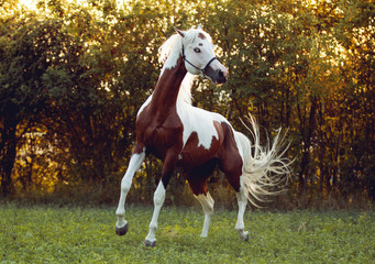 beautiful and sublime stallion Prince trotting on summer sunset, paint horse, brown and white horse in summer sunset, horse portrait