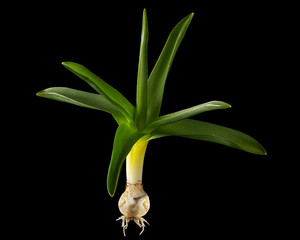 Green leaves, bulb and roots of hyacinth flower, isolated on black background