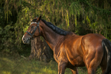 Fototapeta premium beautiful brown horse with black mane and with bridle standing in forest 
