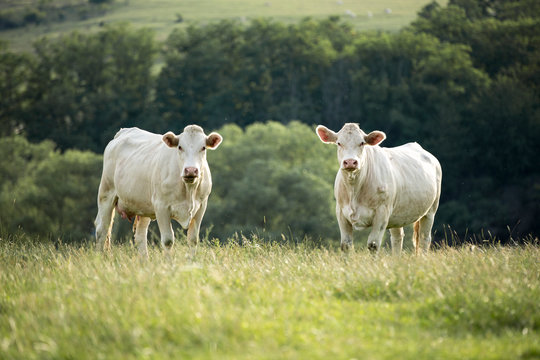 two young bulls on meadow, pasture, summer and sunset, animal photography, white bulls, cows in high grass 
