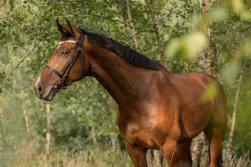 beautiful brown horse with black mane and with bridle standing in forest 