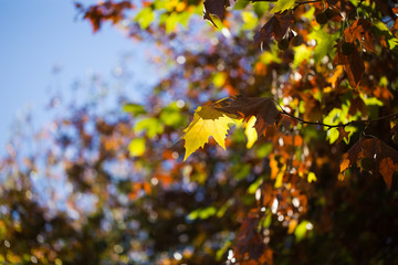 Obraz premium Stunning autumn colours in maples leaves