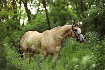 Obraz premium Beautiful and graceful quarter horse buck skin coloured portrait