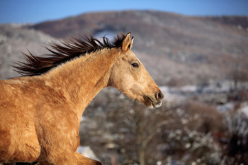 buckskin quarter horse gallops through snowy field