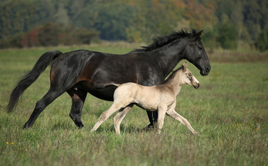 Obraz na płótnie Canvas Mare with foal gallop through green meadow with blue sky on background 
