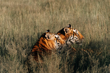 Tiger South Africa