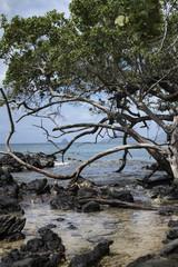 Anse Figuier Martinique 5