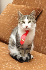  A cat with a neck tie © moniadk