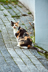 Cat on the street of Istanbul, Turkey