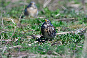 Wacholderdrossel  ( Turdus pilaris ) oim Frühjahr