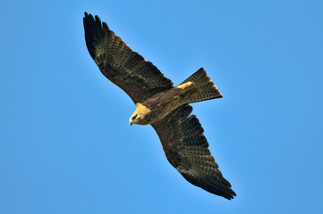 Milvus migrans (Black Kite), Crete