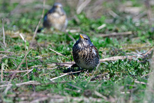 Wacholderdrossel  ( Turdus pilaris ) oim Fr&uuml;hjahr