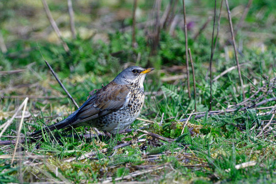 Wacholderdrossel  ( Turdus pilaris ) oim Fr&uuml;hjahr