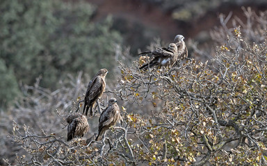 Milvus migrans (Black Kite), Crete