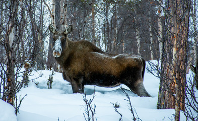 Wild moose in the forest in Lapland in very deep snow and  with snowy head