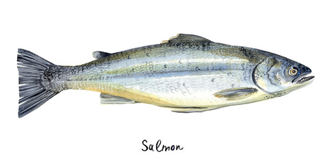  Salmon fish.  Hand painted  watercolor stock illustration on a white background.  Perfect for cafe, restaurant menu.