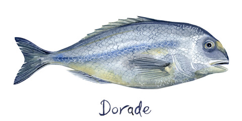  Dorado fish  Hand painted  watercolor stock illustration on a white background.  Perfect for cafe, restaurant menu.