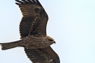 Milvus migrans (Black Kite), Crete