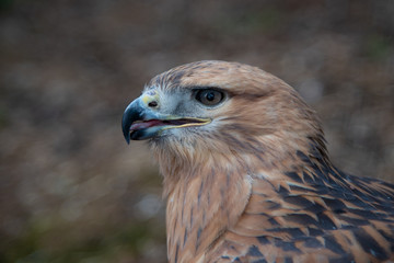 Buzzard buteo close up portrait raptor bird